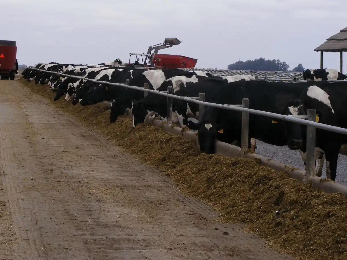  Las vacas hablan: observar su   comportamiento “social” para  mejorar los niveles de producción 