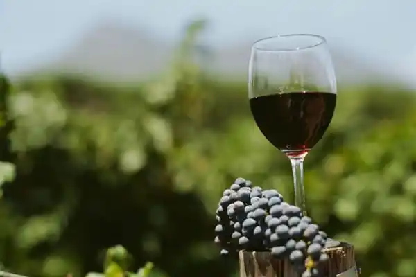 Vitivinícolas celebraron la decisión de dar marcha atrás con impuestos al vino