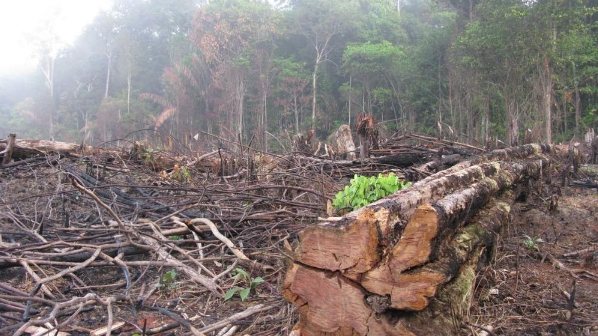 Alarmante: Brasil alcanzó un nuevo récord de deforestación