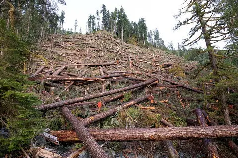Seguir destruyendo bosques provocará menos lluvias y más calor
