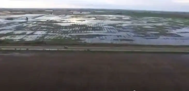 Soja de segunda: en vez de aumentar, la superficie disminuiría