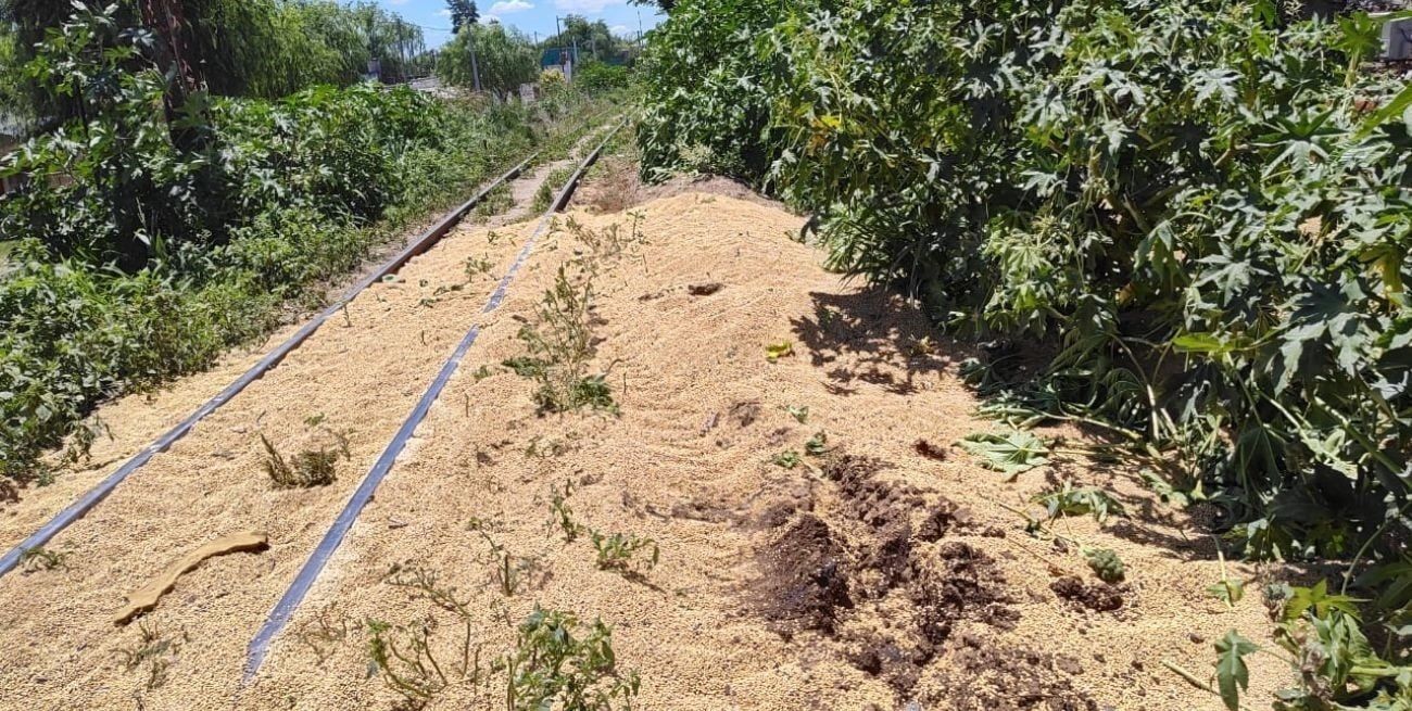 Los granos de soja, desparramados junto a las vías del ferrocarril. Una postal que esconde un negocio "ultra millonario".