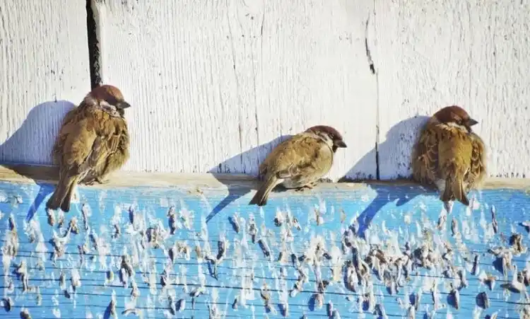 Provincia reporta un aumento de casos sospechosos de una enfermedad trasmitida por las aves