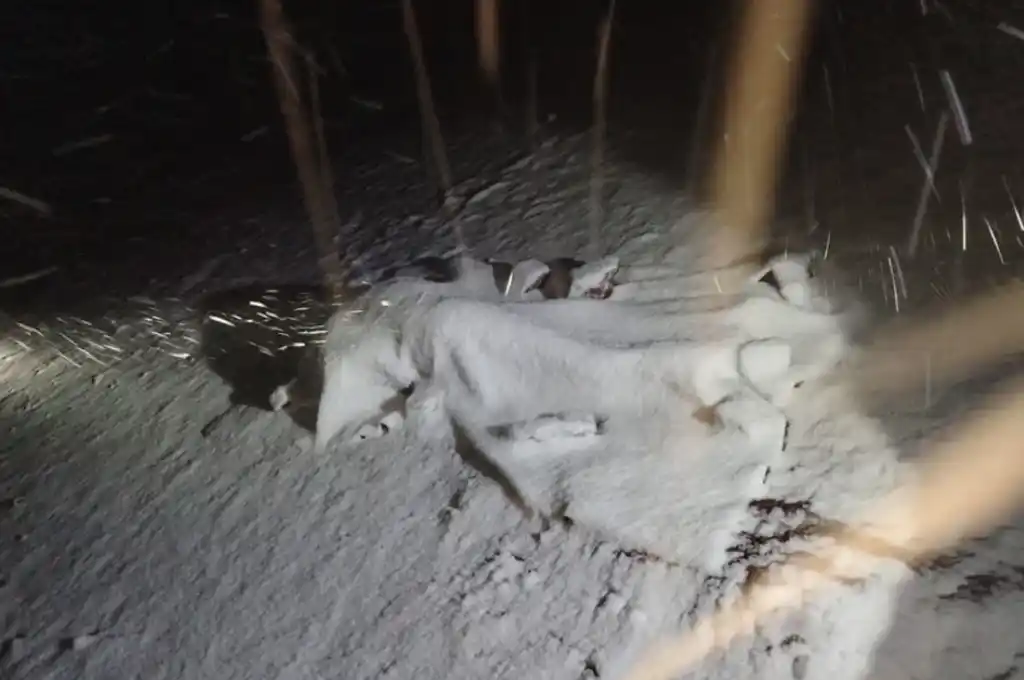 La tragedia ocurrió en una zona rural