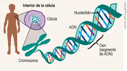 Rastreo de 155 nuevos genes humanos