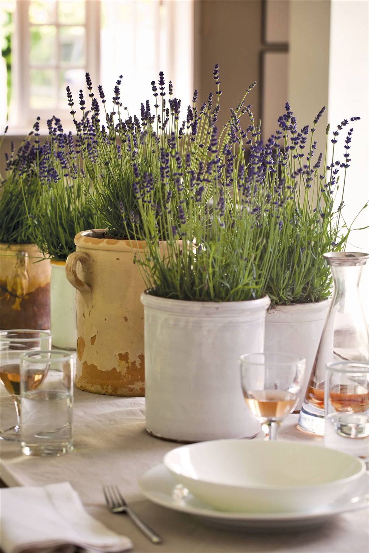 lavanda