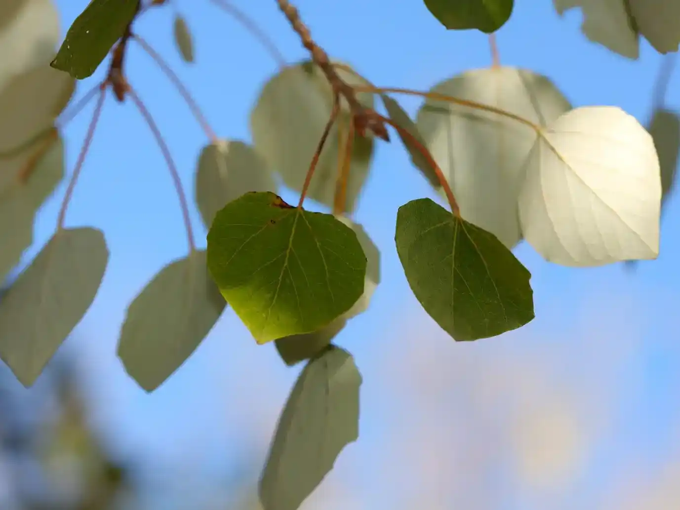 Árbol Álamo Blanco