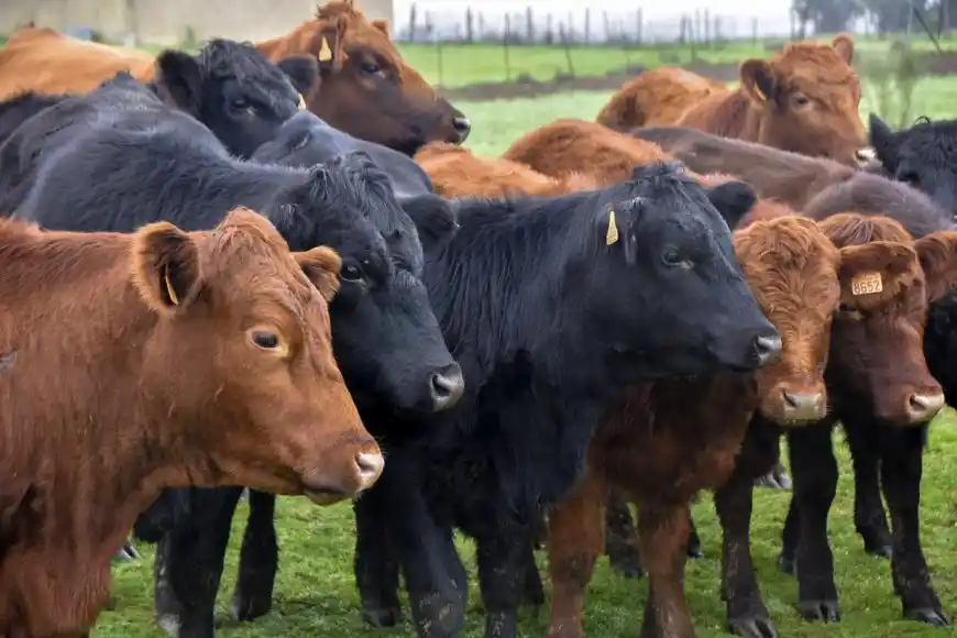 Entretelones del robo de ganado a un dirigente de FARER: el ladrón está libre