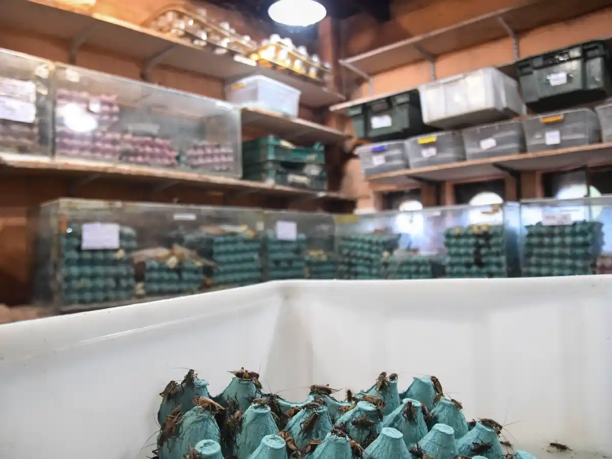 Comer insectos, una tendencia gourmet que crece en Europa  y se acerca a la Argentina   