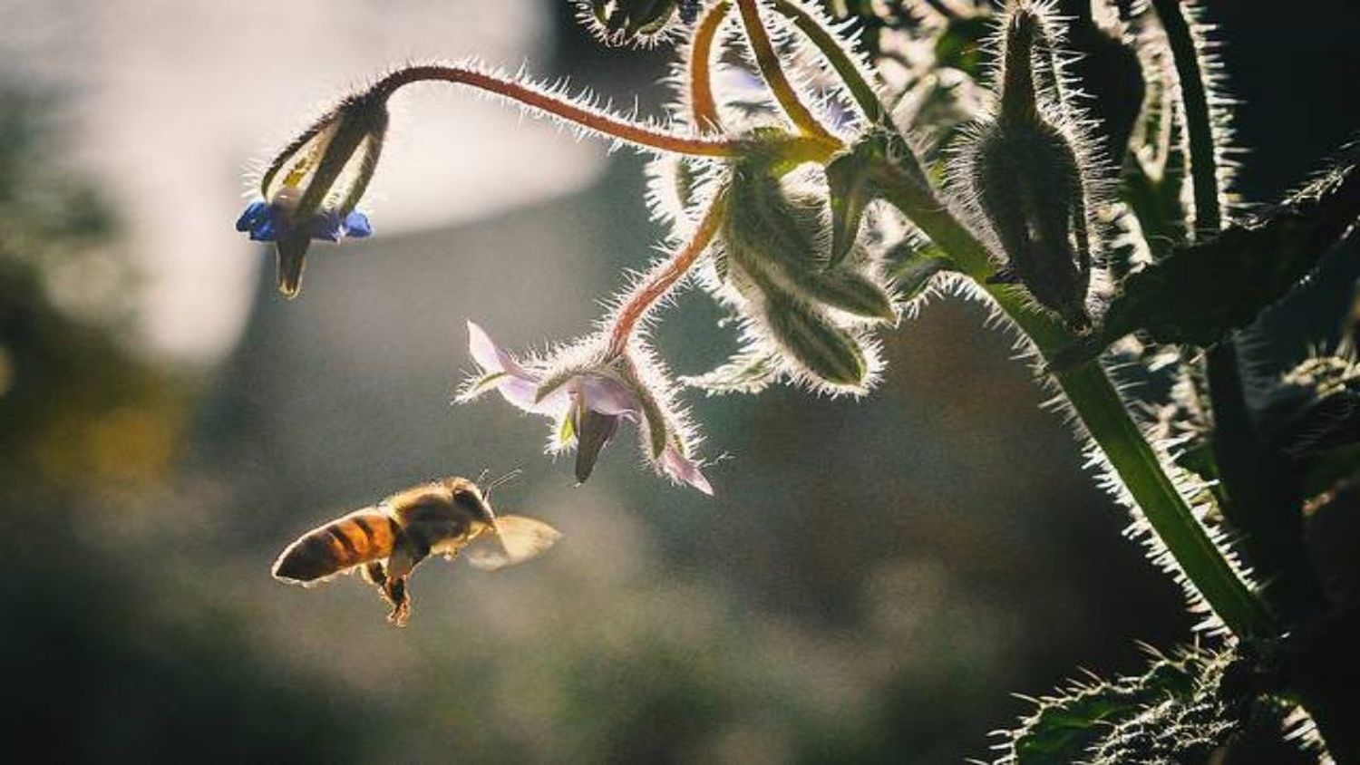 MÁS FUERTES QUE EL ODIO: las abejas resisten más el cambio climático que los abejorros