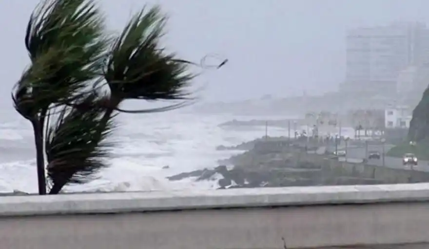 Árboles y postes caídos: las consecuencias de los fuertes vientos que azotaron a Mar del Plata