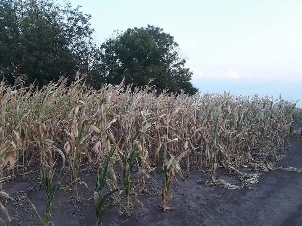 Por la incertidumbre política y climática, los productores no quieren vender granos