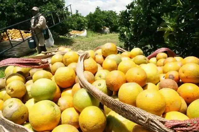 UE - MERCOSUR: Citricultores avalan el acuerdo, pero quieren ver la "letra chica"