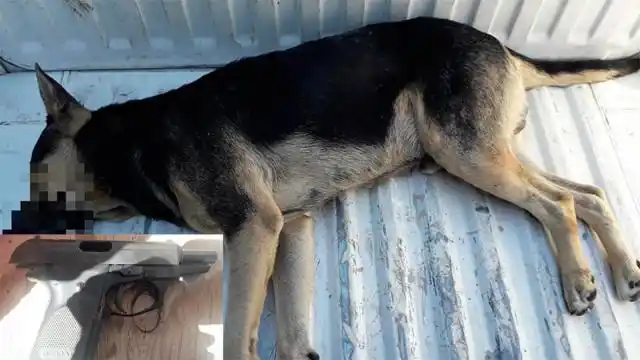 Mató un perro a balazos y adujo que el animal había rasguñado a su hijo