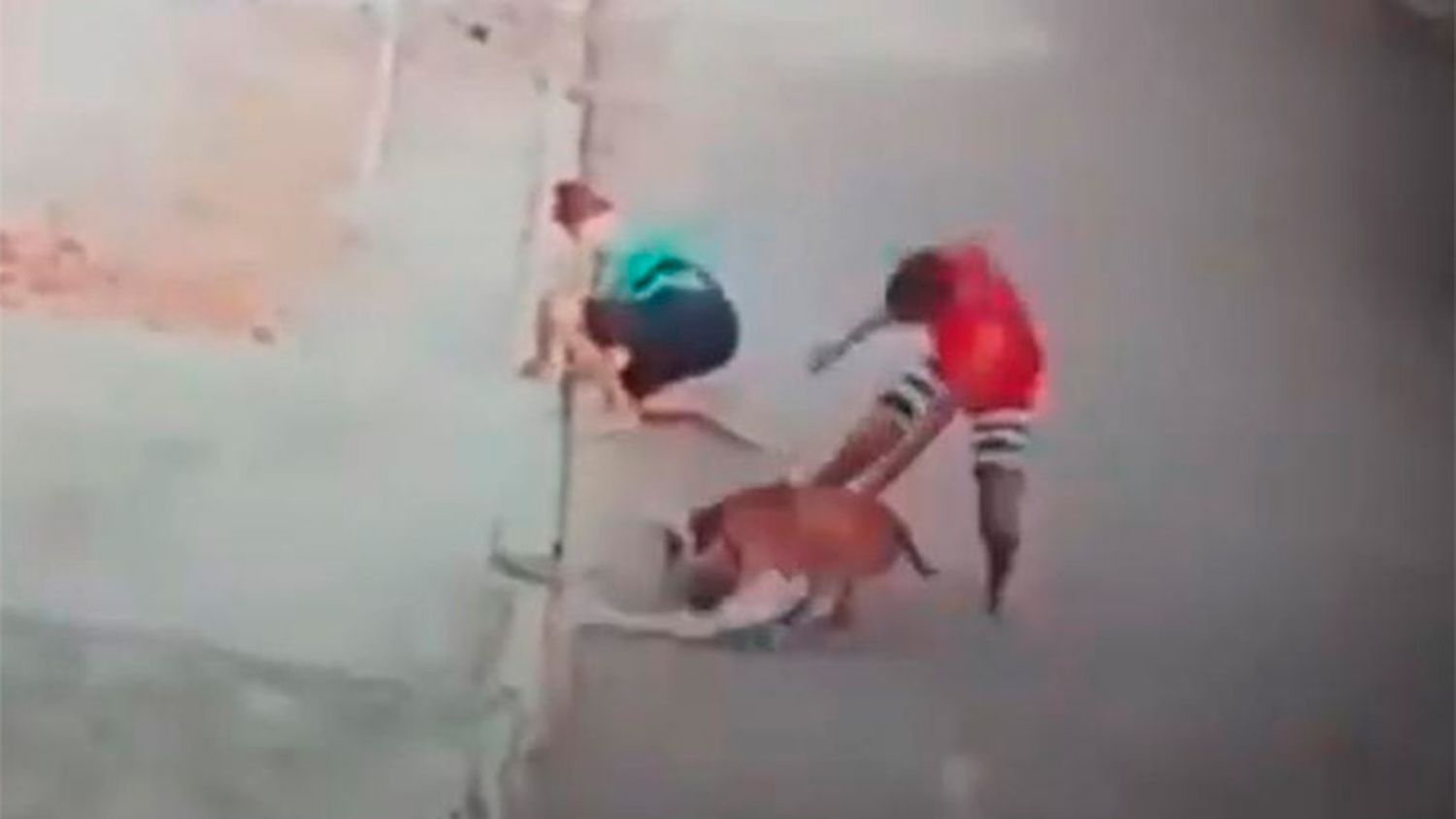 Impactante video: Hombre luchó con un pitbull que atacó a un chico