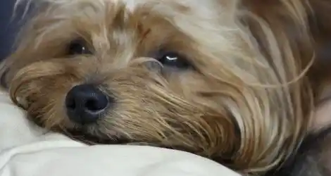 Perrita perdida.