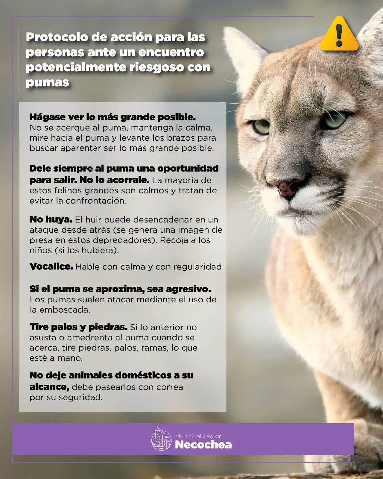 puma recomendaciones