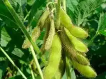 El gobierno da vuelta atrás a la baja de retenciones a las Soja y el maiz