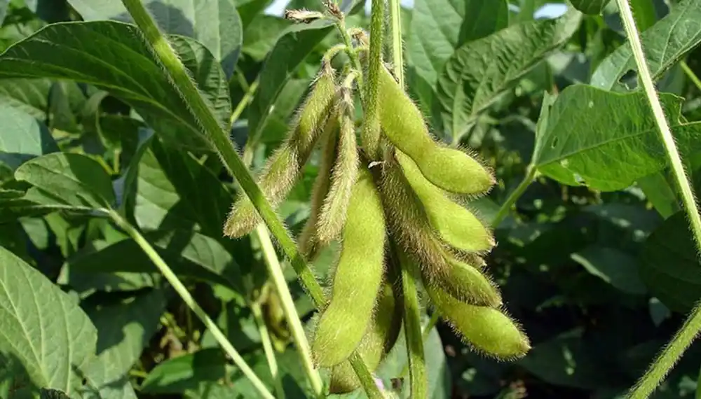 Detectan “soja enferma” en campos de Totoras y Oliveros