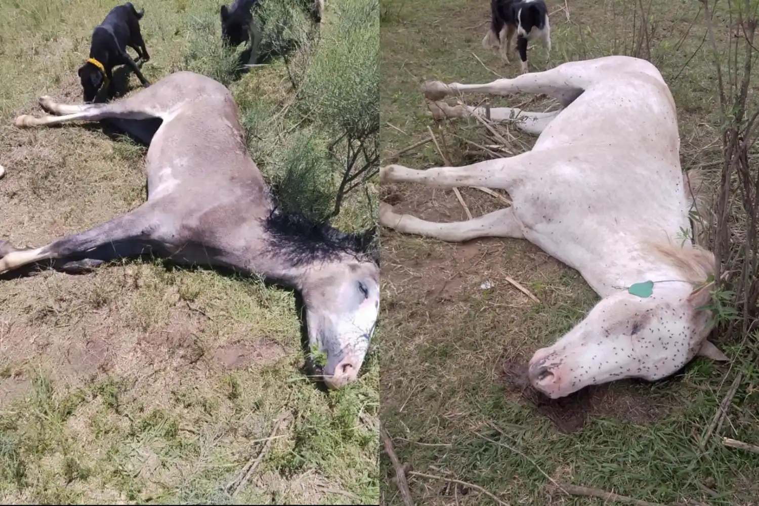Murieron dos caballos por encefalomielitis equina