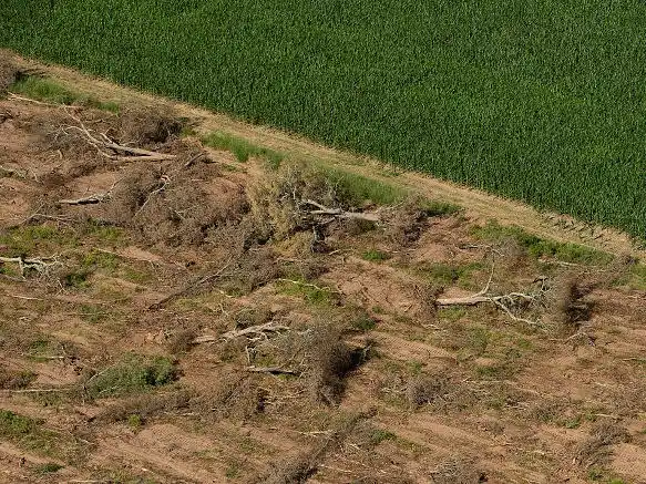 El norte argentino  perdió unas 150.000 hectáreas de bosque en 2024.