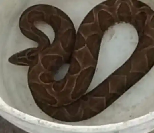 La foto de la víbora que envió el municipio junto al comunicado de alerta para los vecinos.