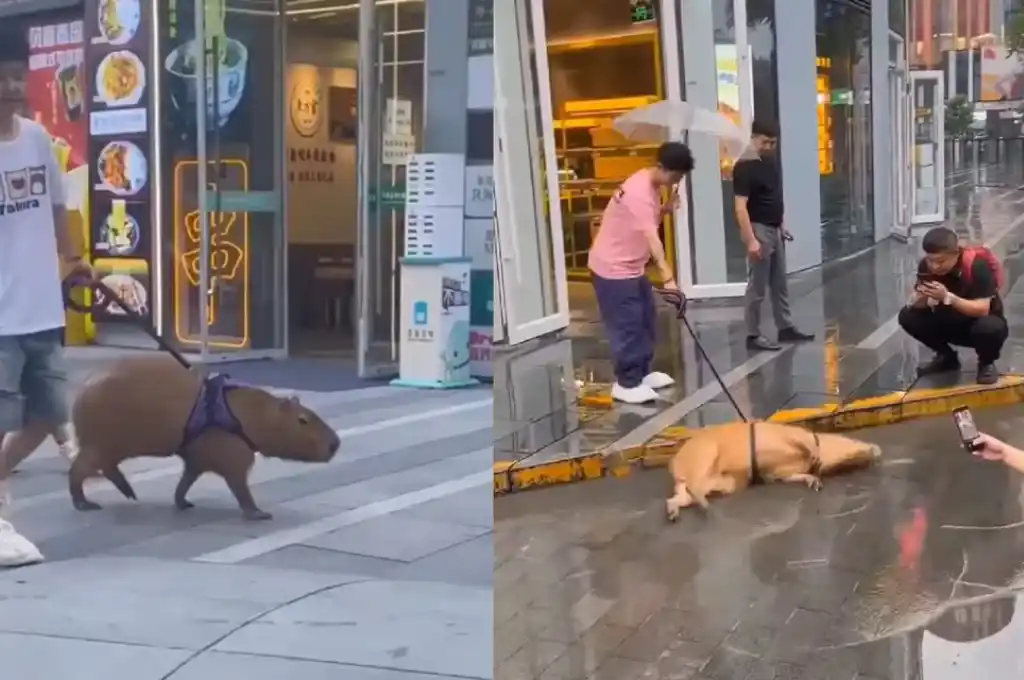 La mascota se volvió viral en las redes.