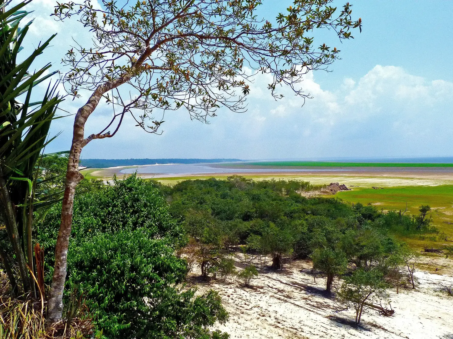 Estudio advierte que dos tercios de la Amazonía podrían convertirse en sabana