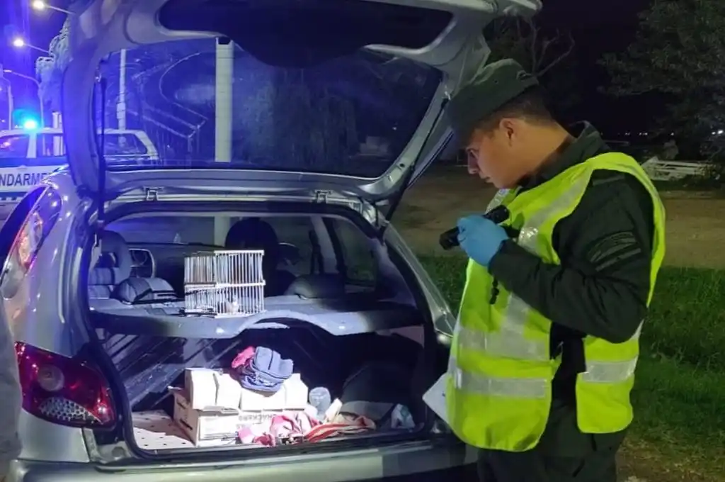 Autopista Rosario – Santa Fe: rescataron 51 aves silvestres que eran transportadas en baúl de un auto