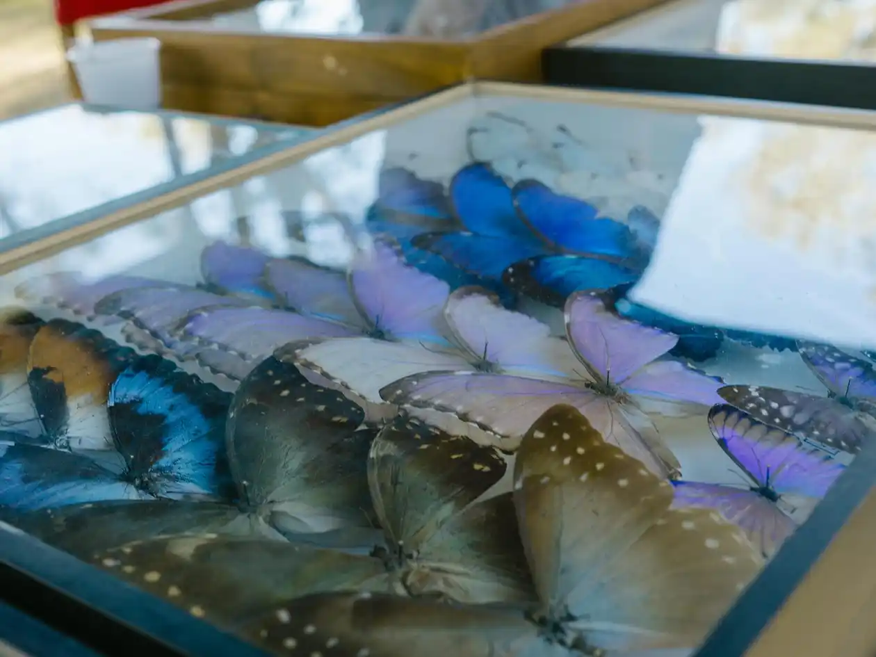 Minuanes: Exitosa exposición de fósiles y entomología