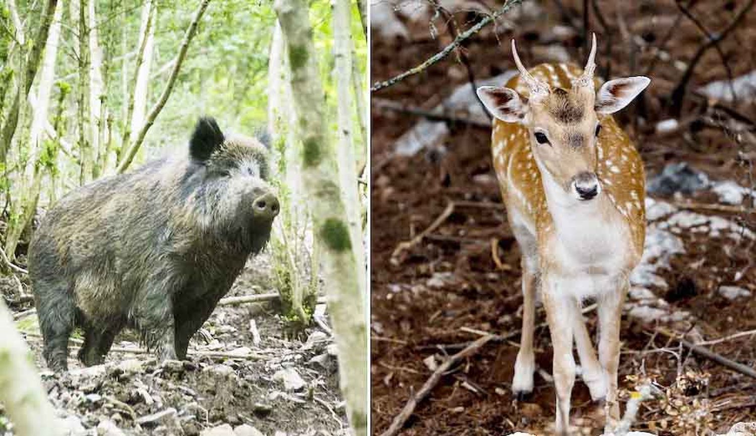 Jabalíes atacaron silobolsas en Entre Ríos