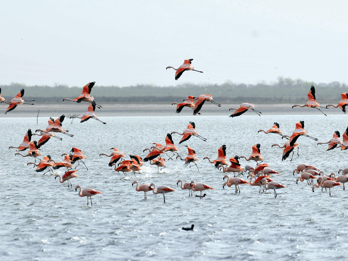 Mar Chiquita: abrirán un parque nacional   