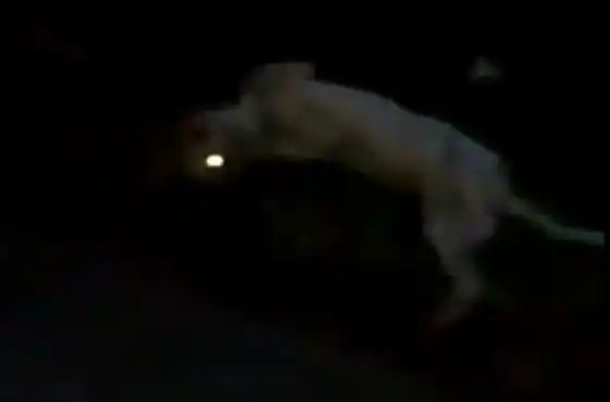 Denuncian a un empleado de seguridad por maltratar a un perro