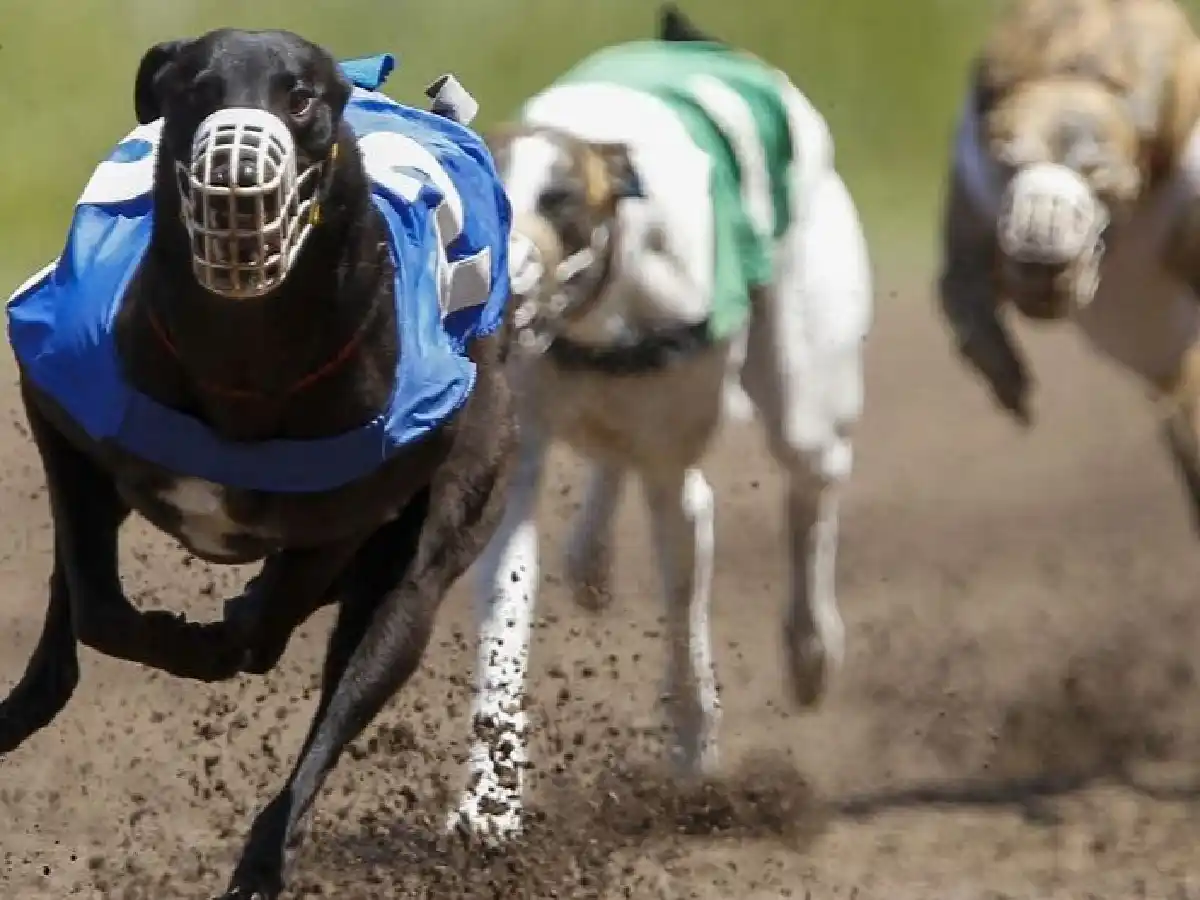 Detienen a 25 personas por una carrera de galgos en Idiazábal