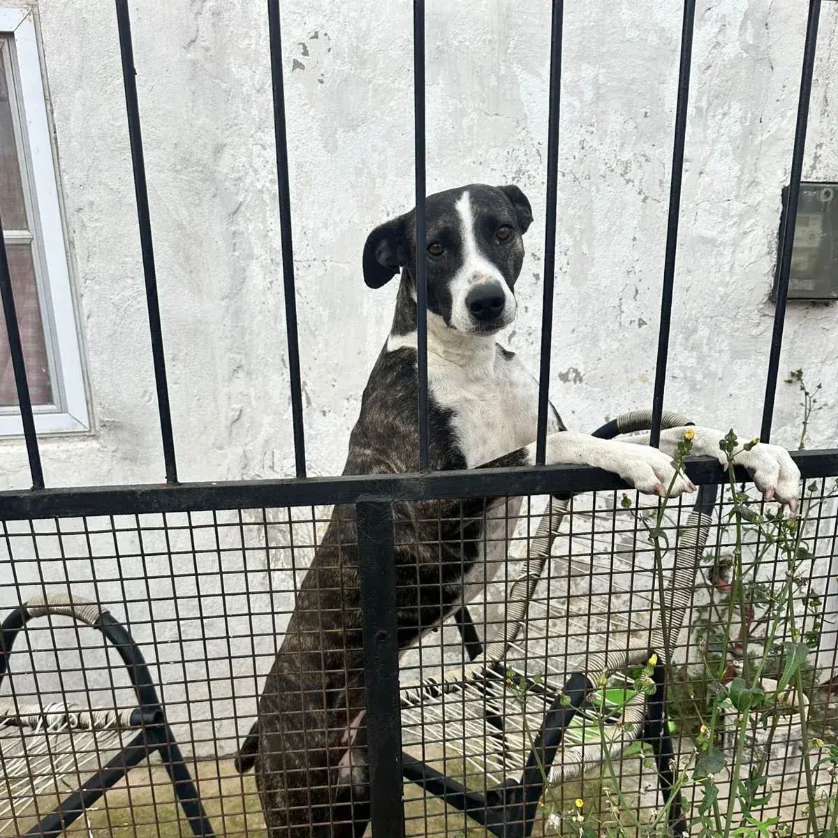 Rescataron a dos perros en estado de desnutrición durante una intervención por presunto maltrato animal