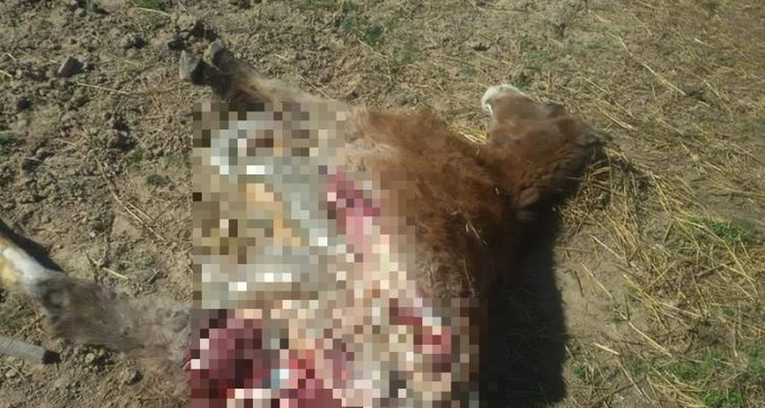 Vecinos de Saavedra al fondo preocupados por la aparición de caballos descuartizados