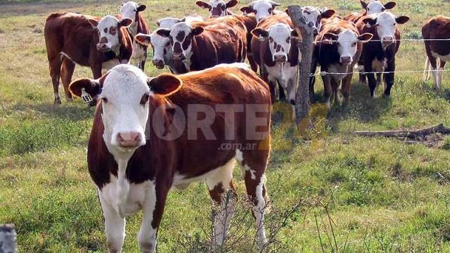 El gobierno de Avellaneda informó que se encuentran disponibles créditos a tasa 0% para los productores ganaderos afectados por la sequía