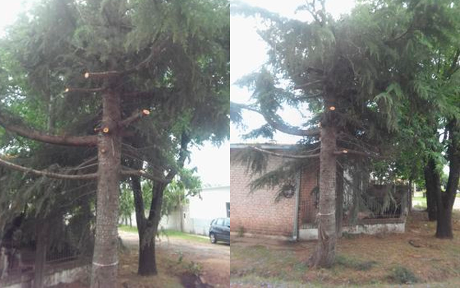 Reclamo por la poda de un pino en Miguel Porta y Cucit