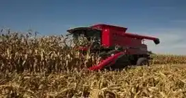 Premios para el maíz en plena cosecha