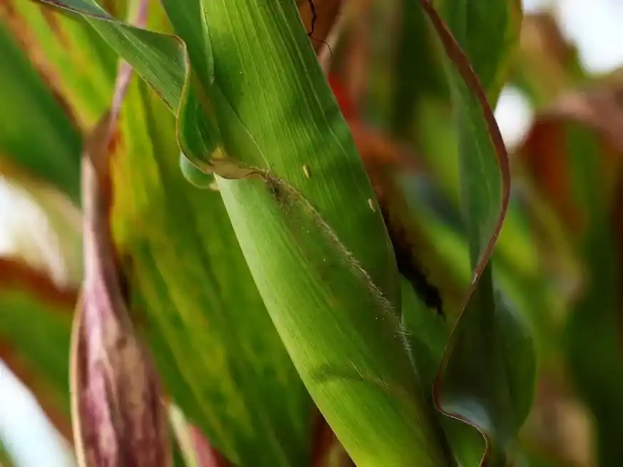 Con lluvias oportunas, el maíz asegura pisos de rinde y eleva expectativas.