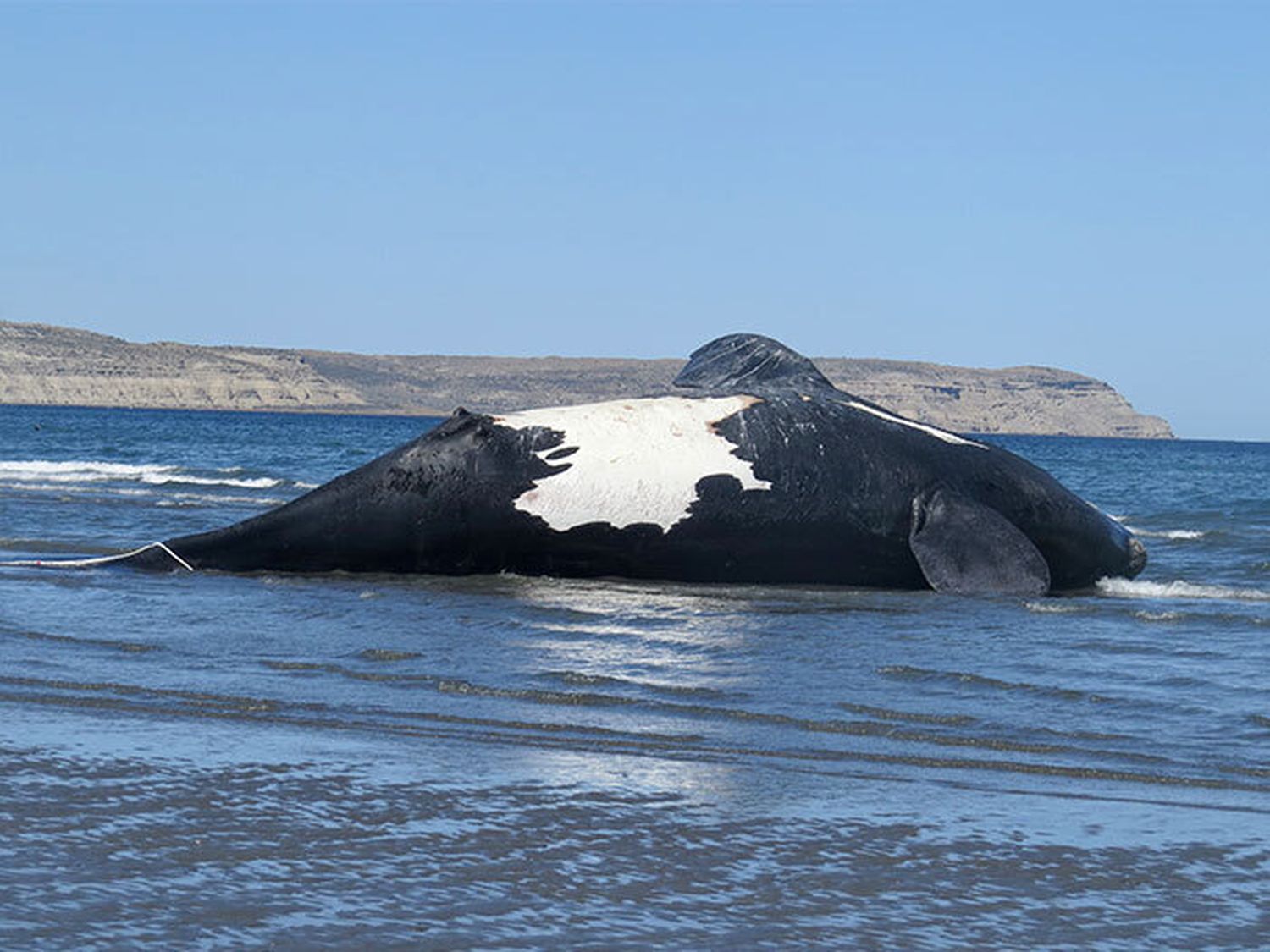 ballenas muertas