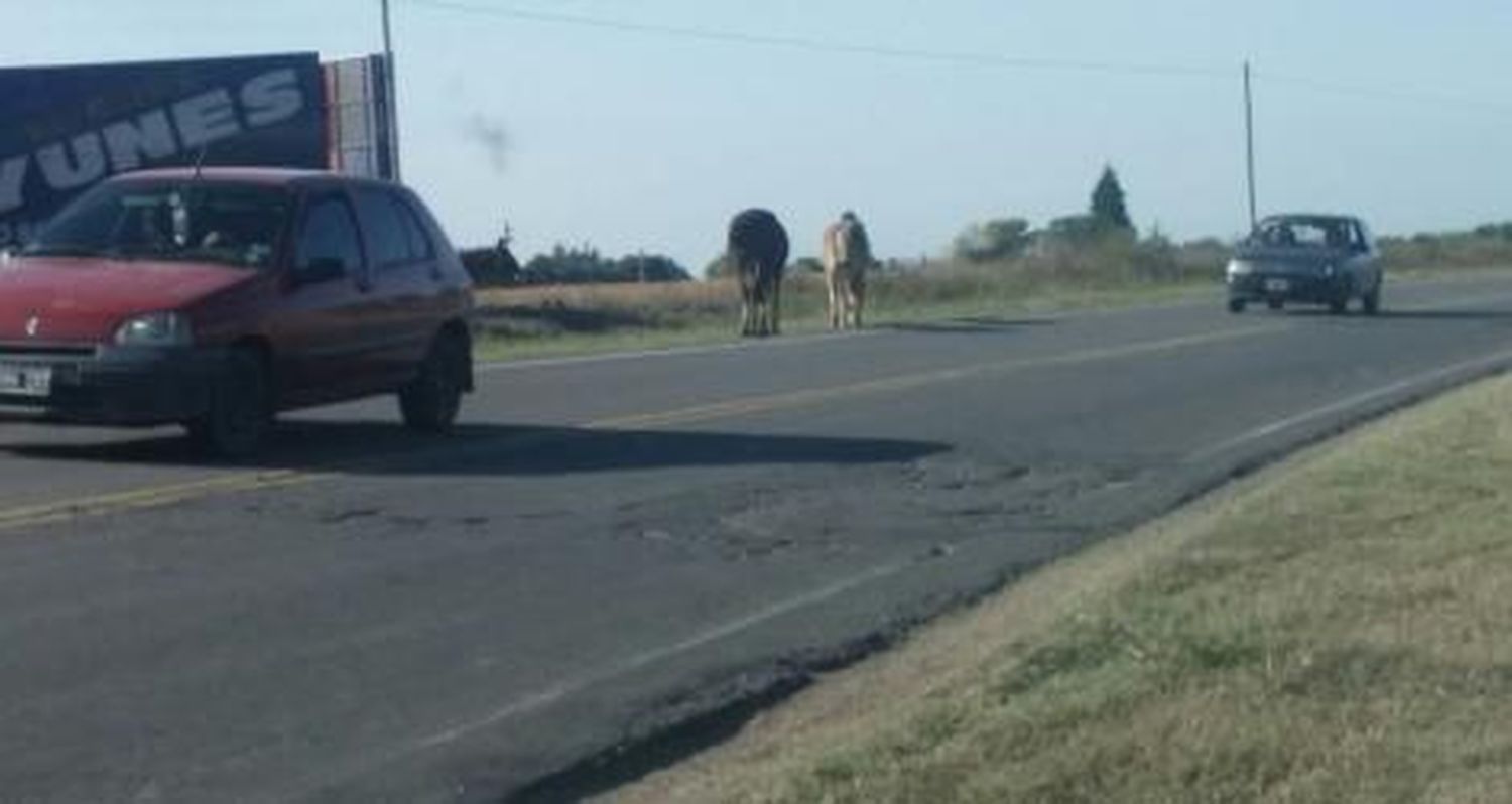 Más caballos sueltos en Ruta 1001