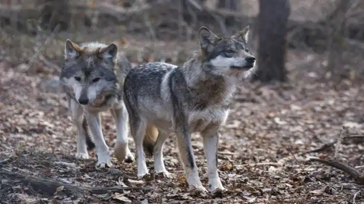 POR PRIMERA VEZ EN 80 AÑOS: nacen lobos grises en Colorado, Estados Unidos