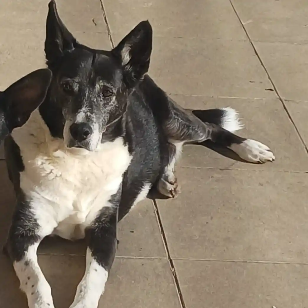 Buscan a Falucho, un perrito extraviado