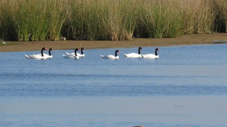 Vida Silvestre Autóctona Chascomús: “hay que preguntarse por qué dejaron de estar”