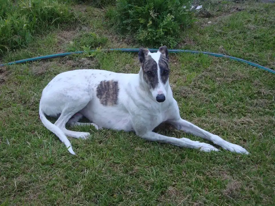 Sancionarán a quienes organicen y apuesten en carreras de perros