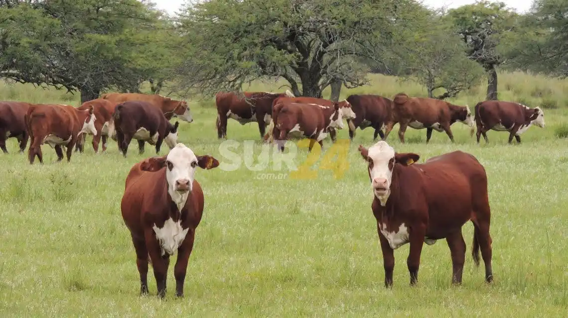 La provincia avanza con el desarrollo de su Plan Ganadero