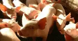 Solicitan al sector porcino aplicar medidas sanitarias 