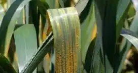 Detectan roya amarilla en trigo