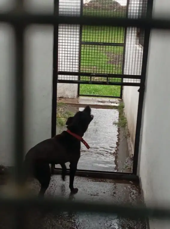 La imagen de uno de los caniles del predio, luego de la intensa lluvia.